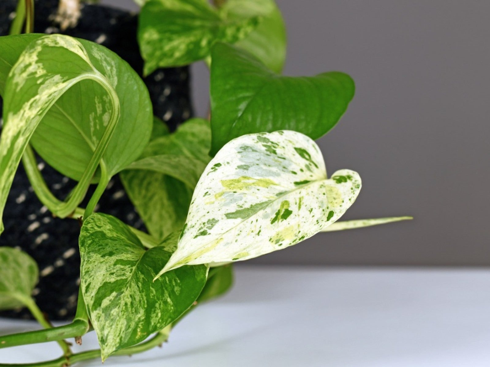 What Does 'Variegated' Foliage Mean?