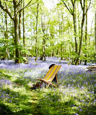 deck chair in a large garden full of bluebells