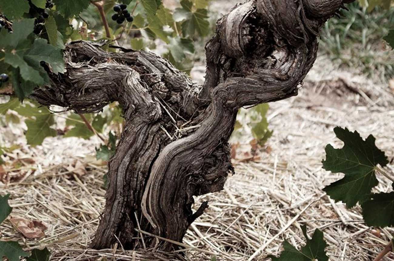 Centenarian vine in the Mount Edelston Vineyard