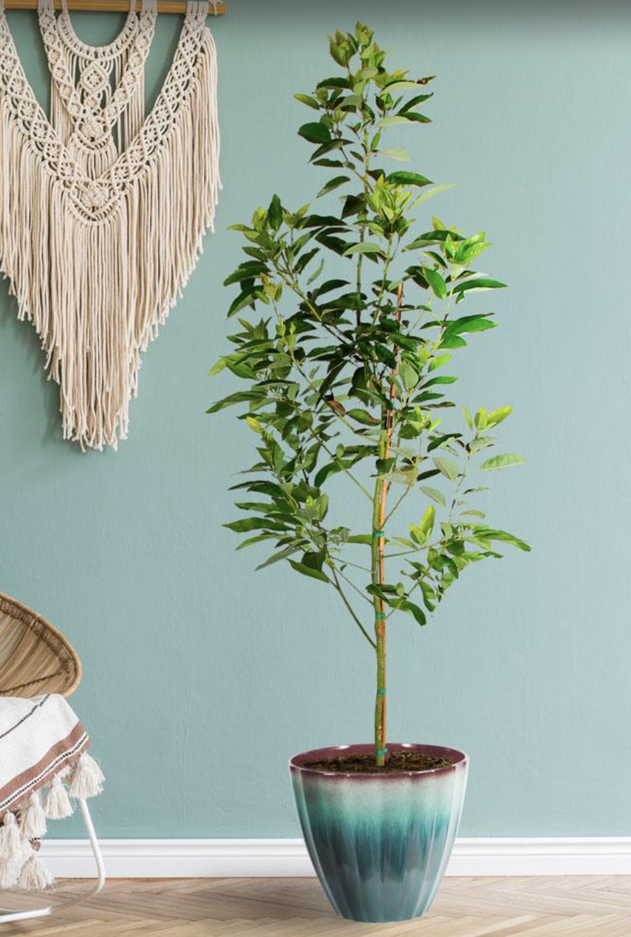 7 Houseplant Trends For 2024 The Plants Pots And Placements That   IvRTxneqTPTUSQUEX4huYJ 1024 80 