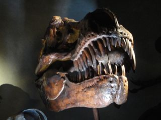 T-Rex skeleton