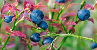 A close-up of blueberries growing on a shrub to support an expert guide on how to prune blueberries