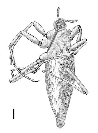The monster of the two newly identified "dinosaur fleas," called <em>P. magnus</em>, lived about 125 million years ago. Its body, shown here in a line drawing, extended 0.9 inches (22.8 mm), and it sported serrated mouthparts reaching nearly 0.20 inches (