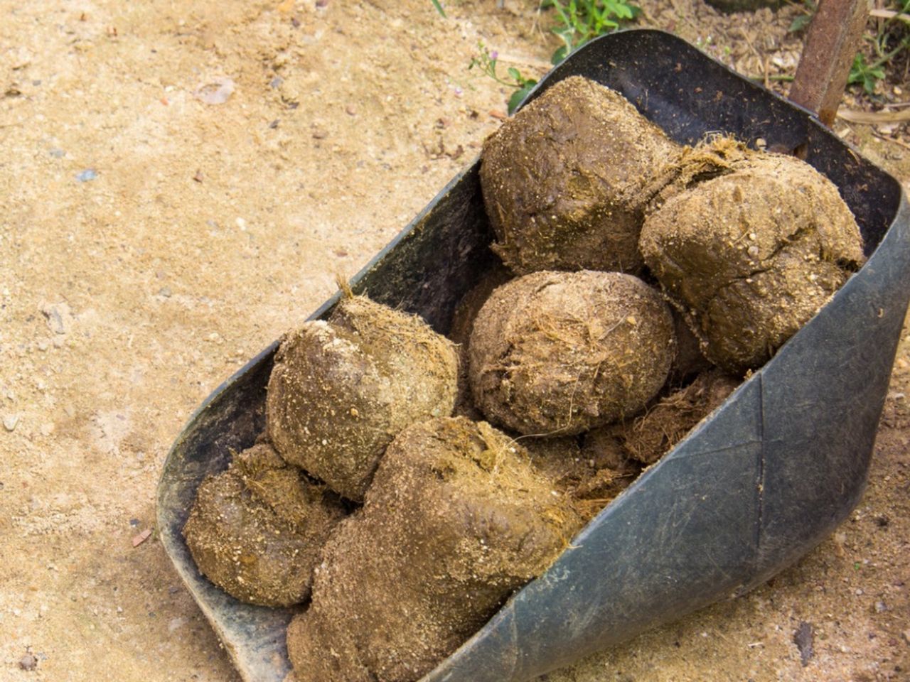 Exotic Zoo Manure For Garden Use