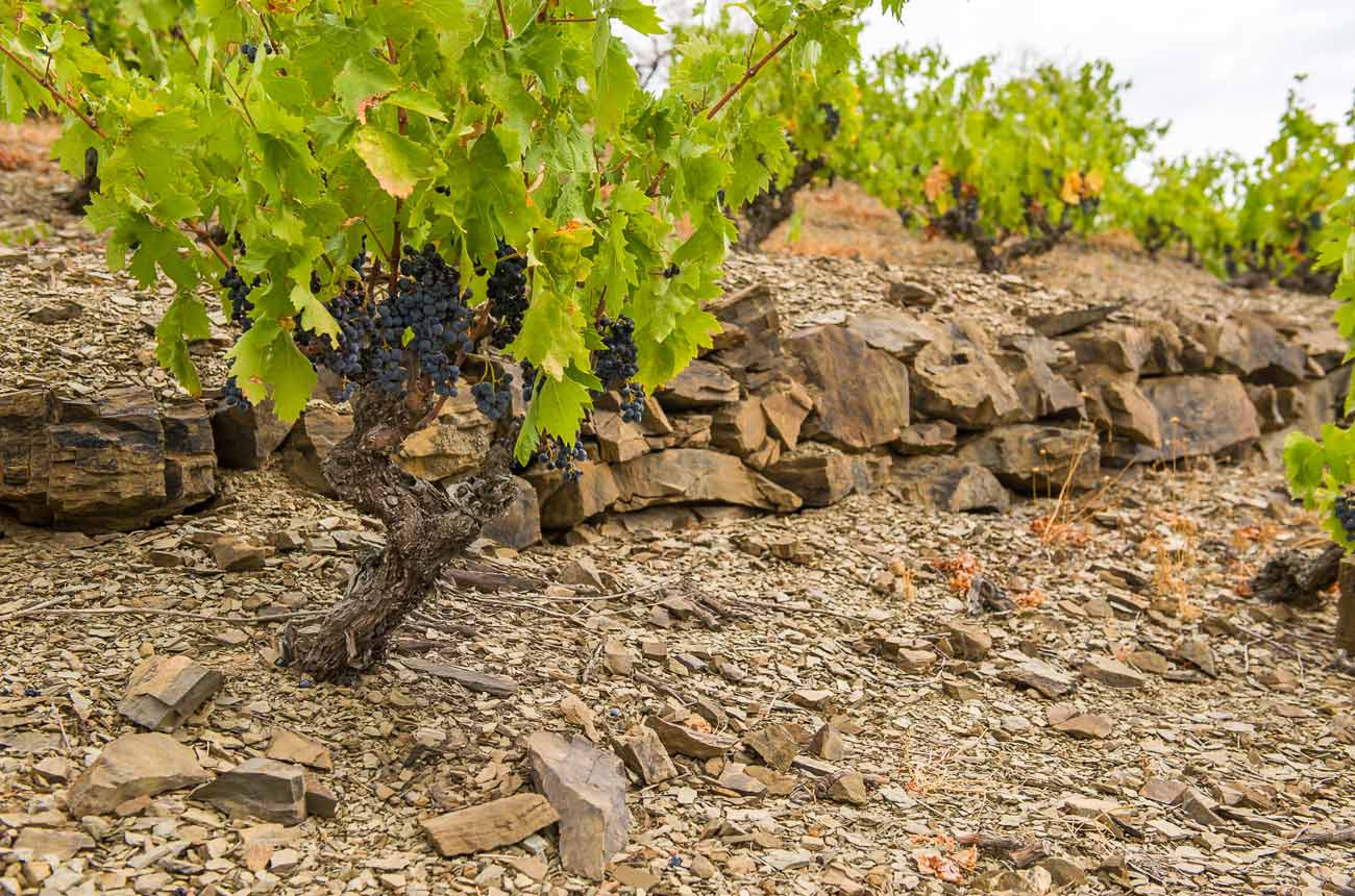 priorat-terroir.jpg