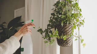 How to clean your plants - milk solution in a spray bottle