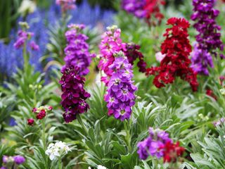 red, pink and purple stock flowers