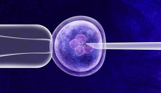 An illustration of gene editing in an embryo.