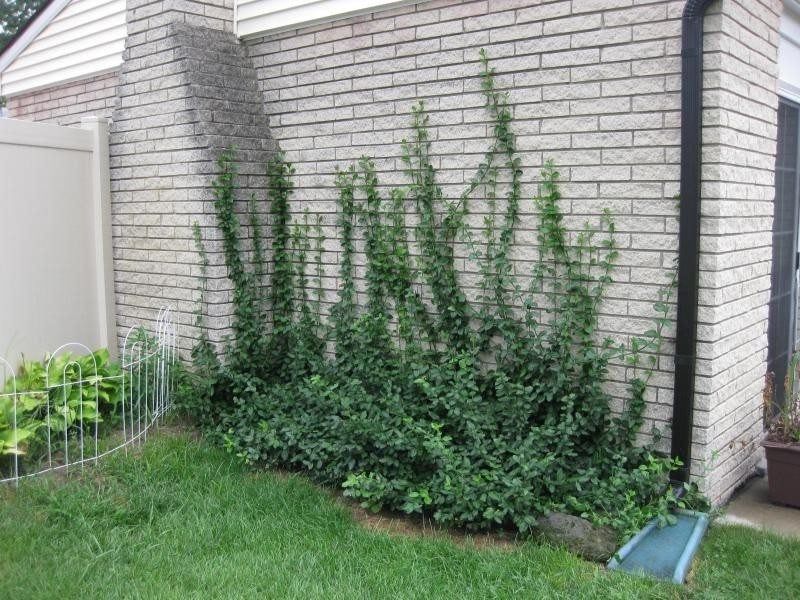 Wintercreeper Vines Growing Up The Side Of A House