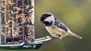 Bird eating from bird feeder outside