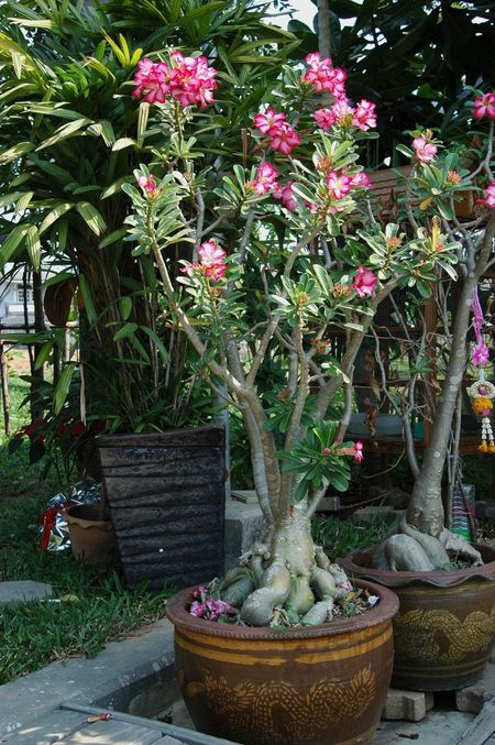 Pink Flowered Desert Rose Potted Plant In Garden