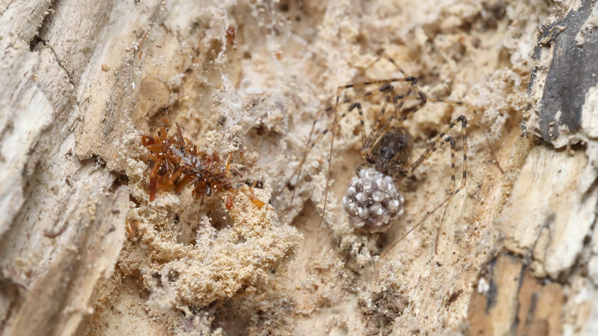 a bone collector caterpillar next to a spider