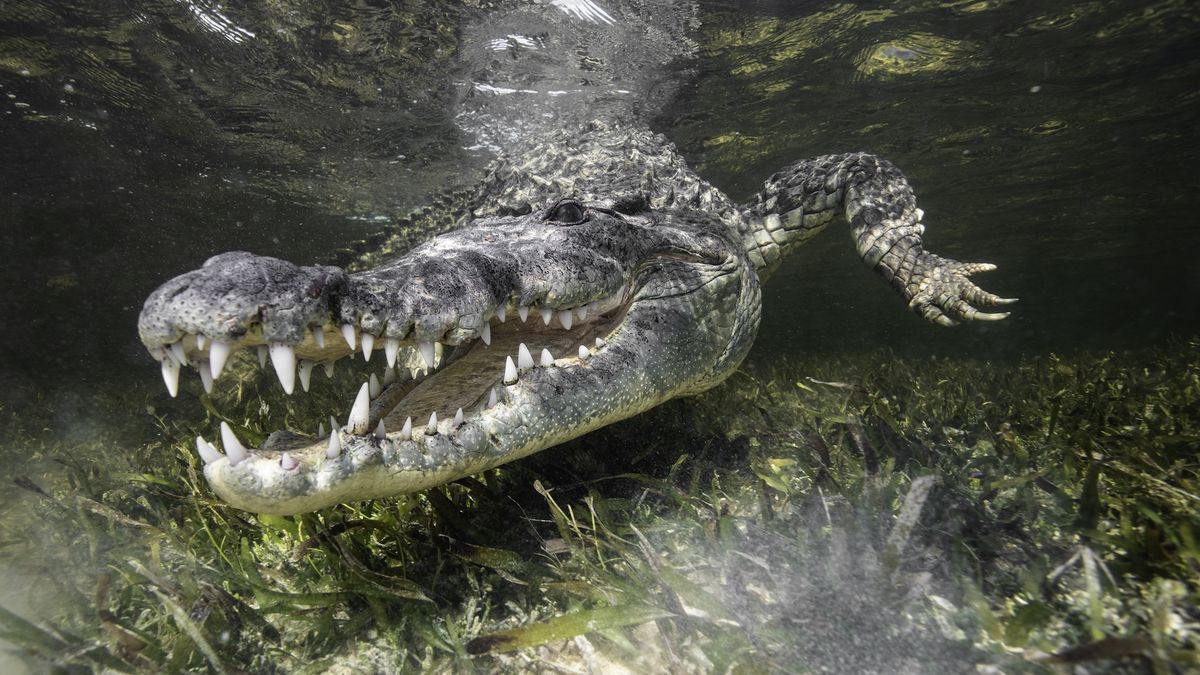 a crocodile swimming underwater