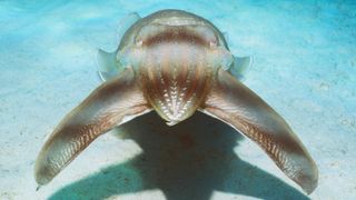 Broadclub cuttlefish mesmorizes fish by pulsating colour along body.