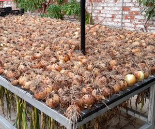 A harvest of onions drying in a glasshouse in the UK