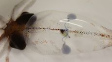 The three hearts of an aonius borealis squid
