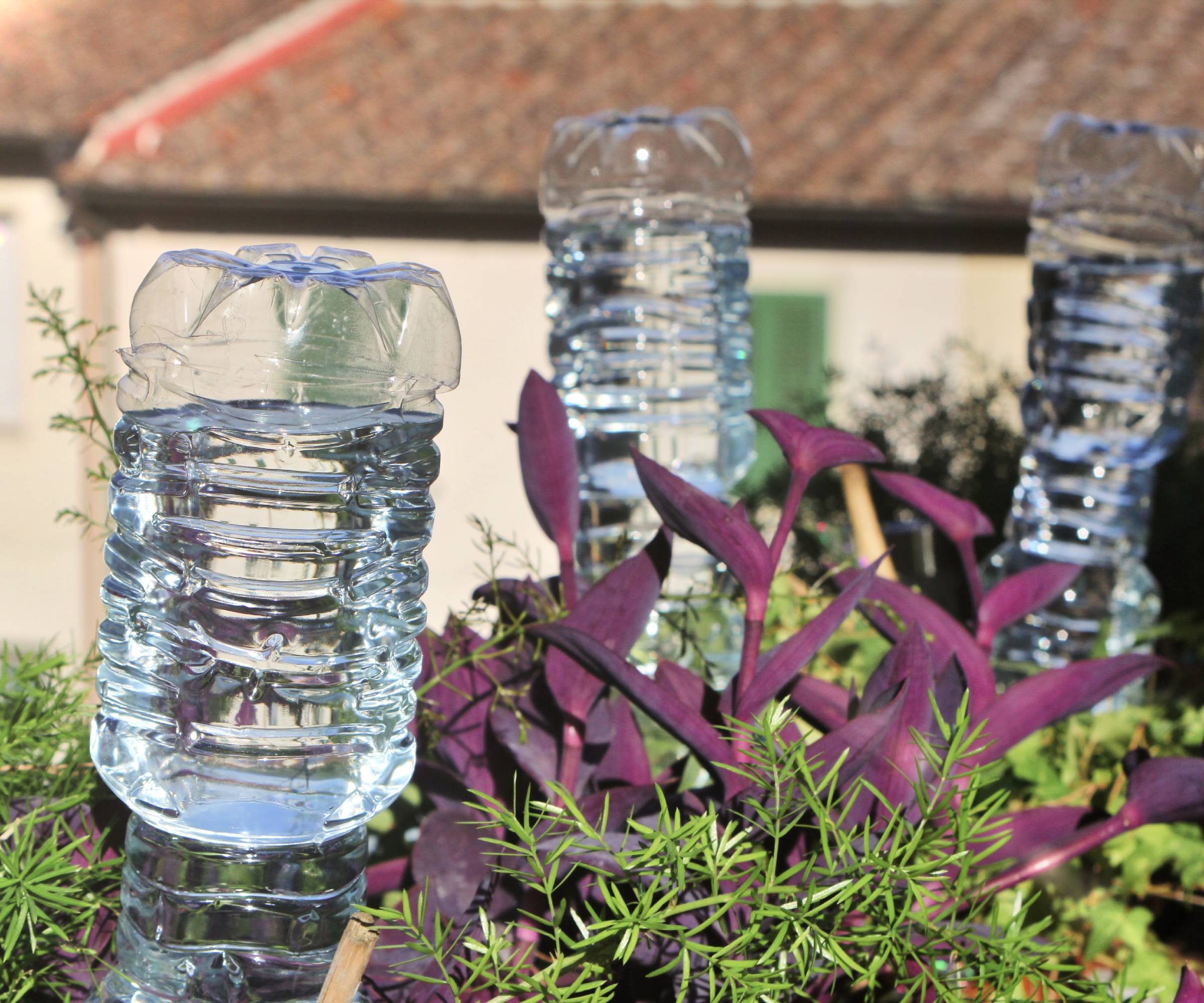 Three plastic bottles upside down in potted plants
