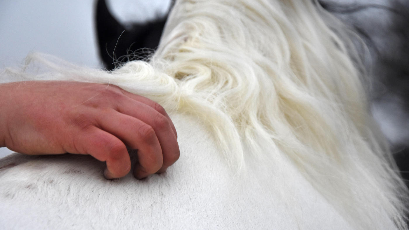 Scratching a grey horse's wither