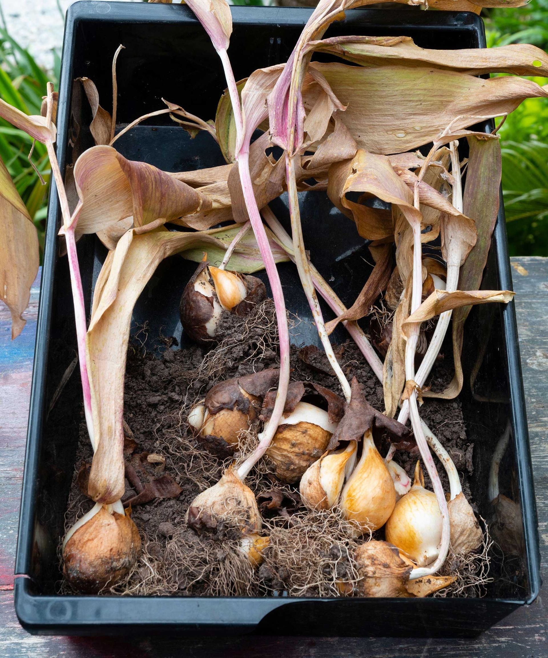 How to store tulip bulbs and save them for next year easy tips for