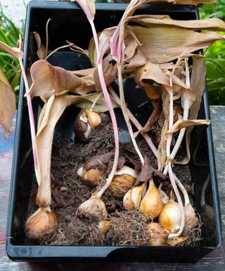 drying tulip bulbs for summer storage