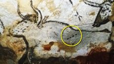 A 21,500-year-old cave painting depicting an extinct cattle species known as an aurochs in the Lascaux caves, in France. Notice the four dots (in the digital yellow circle) which may have had a special meaning for ice age peoples.