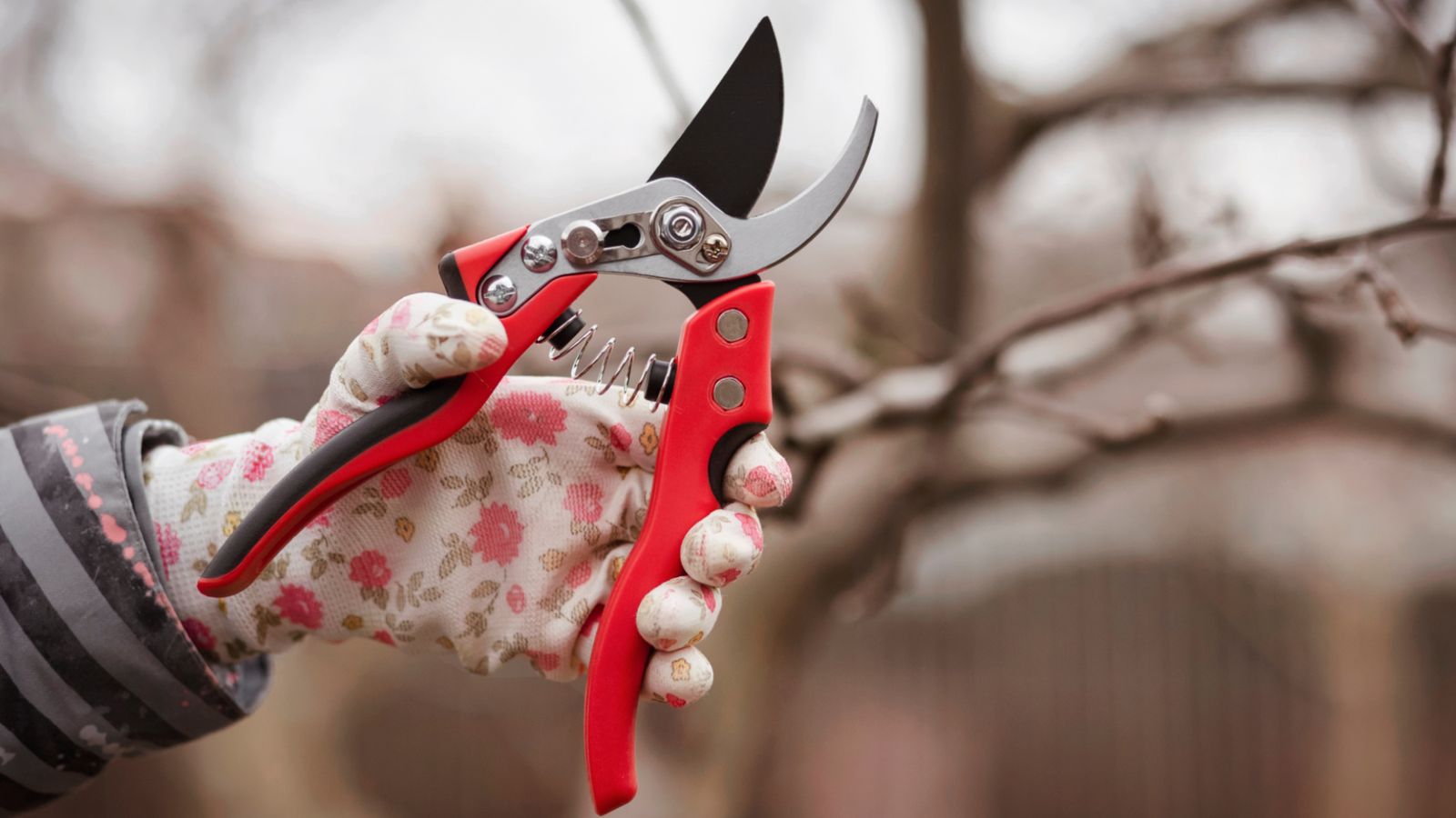 The Only Pruning Rule You Need to Know: Three Ds Explained | Gardening ...