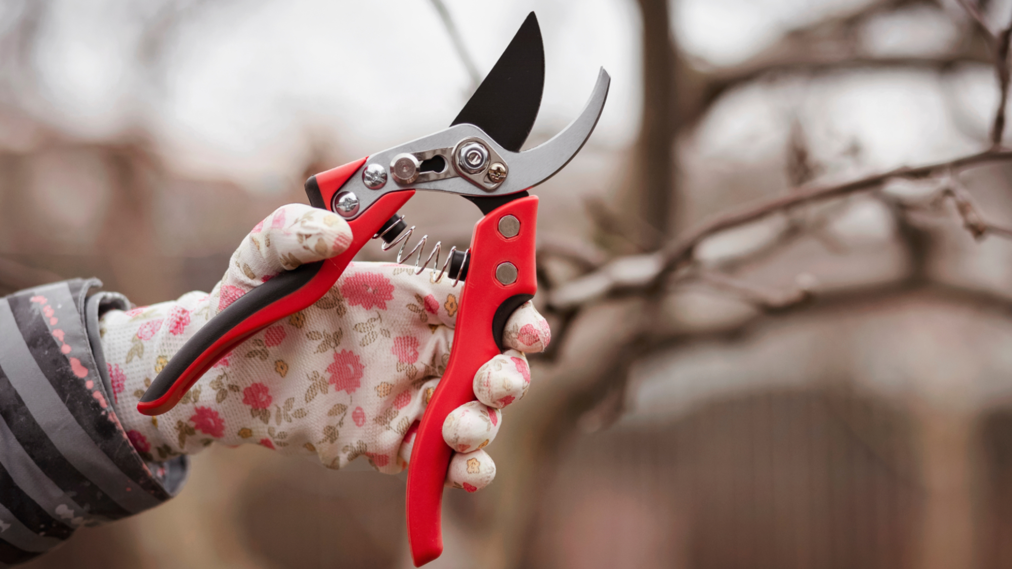 hand with gardening glove holding red pruners in winter garden