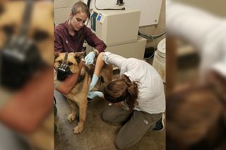 A number of dogs working for the U.S. Department of Homeland Security (DHS) have been infected with a parasite that can lead to heart problems. Above, researchers place a 24-hour heart monitor on a DHS dog to check for heart problems.