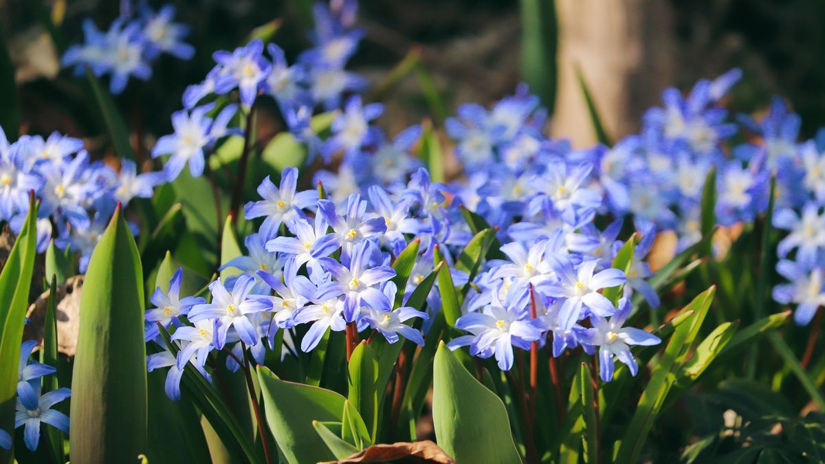 Bulbs for shade 6 blooms for brightening darker corners Homes & Gardens