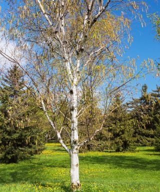 Paper Birch (Betula papyrifera) with yellow catkins in spring