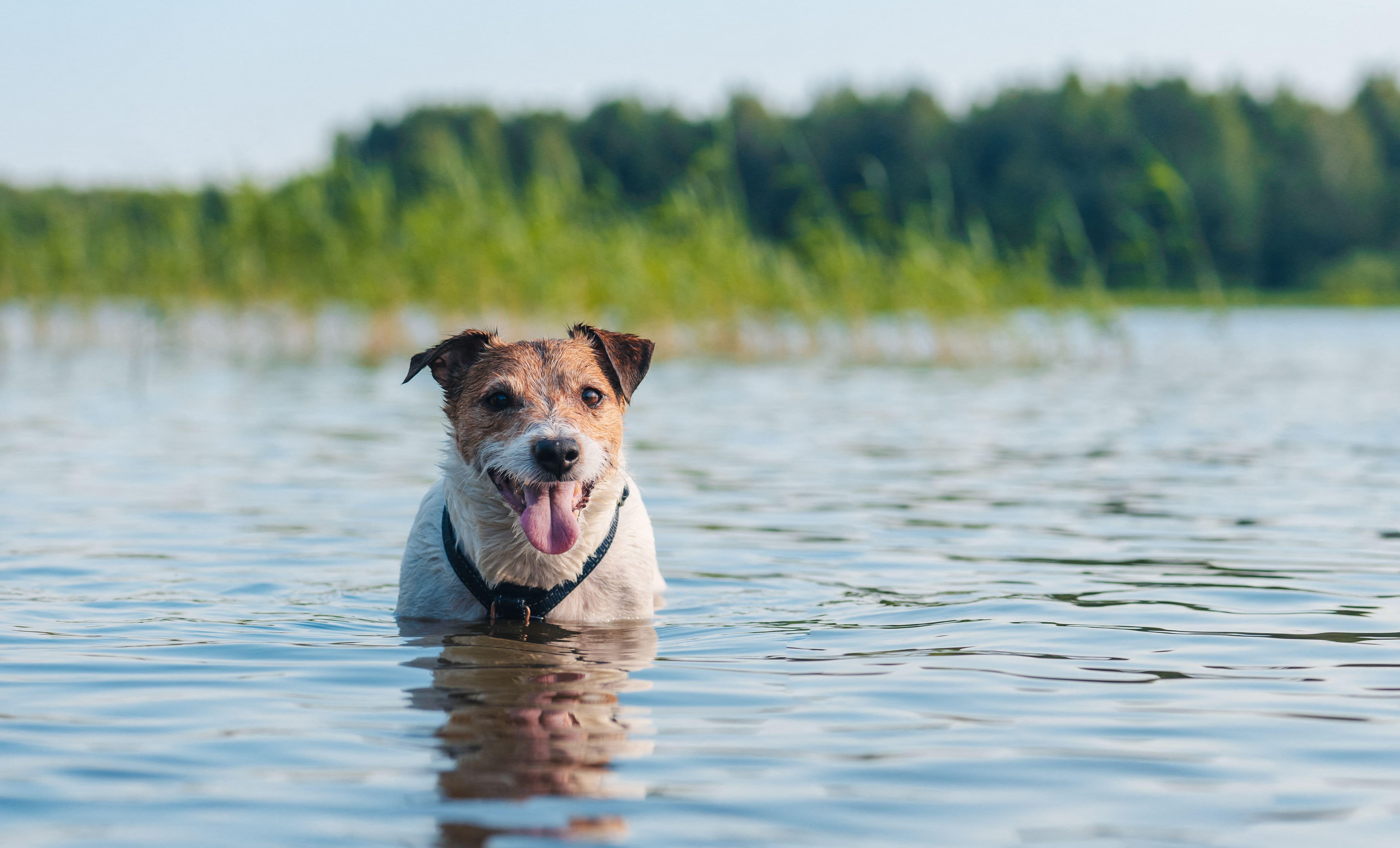 Dog cooling down in river water on hot summer day 