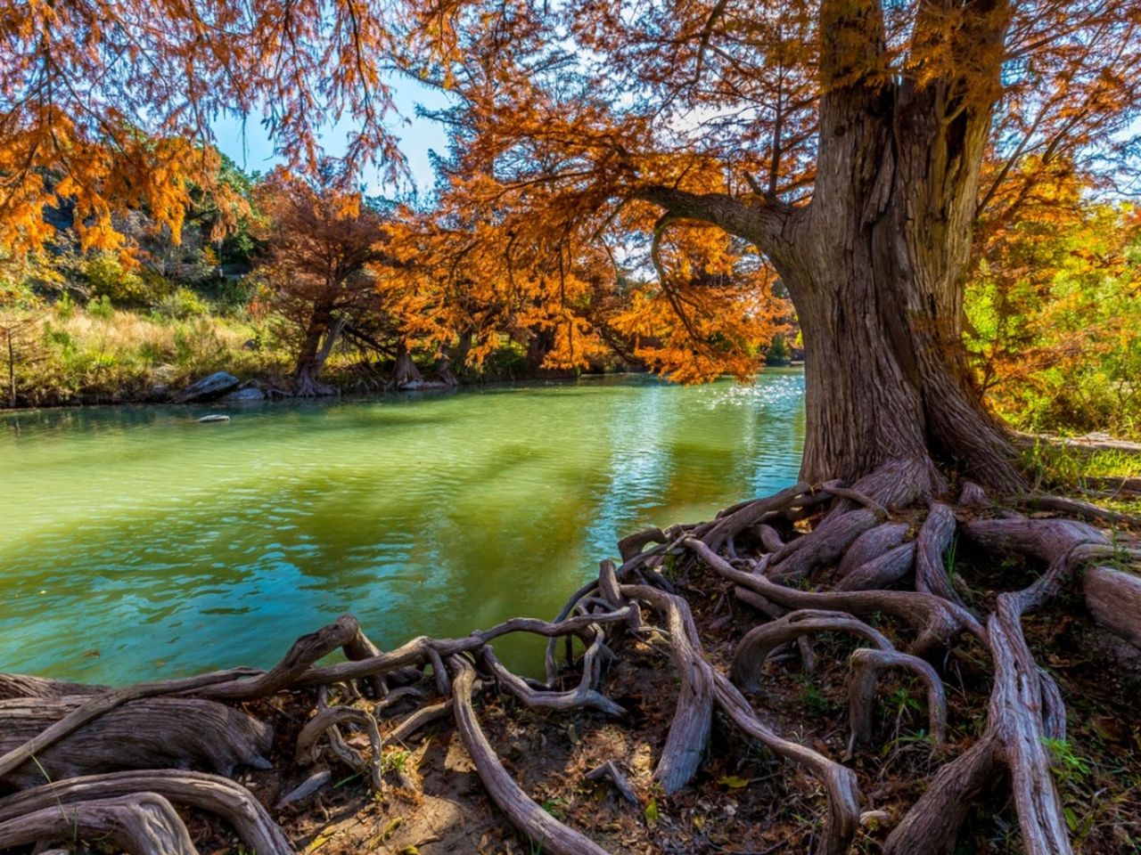 Large Rooting Tree Near A Body Of Water