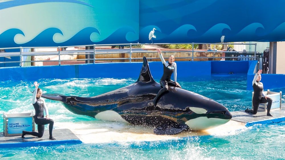 Lolita, the 2nd-oldest orca in captivity, who was set to be released to ...