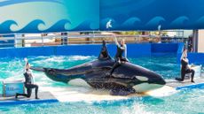 Lolita performs at the Miami Seaquarium.