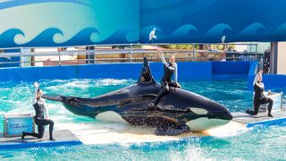 Lolita performs at the Miami Seaquarium.