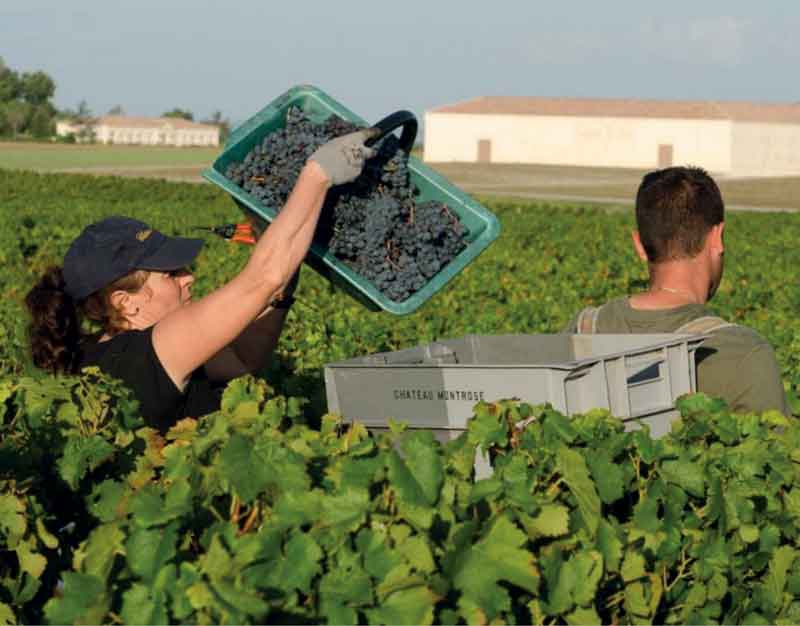 Harvest time in the Ch&amp;acirc;teau Montrose vineyards