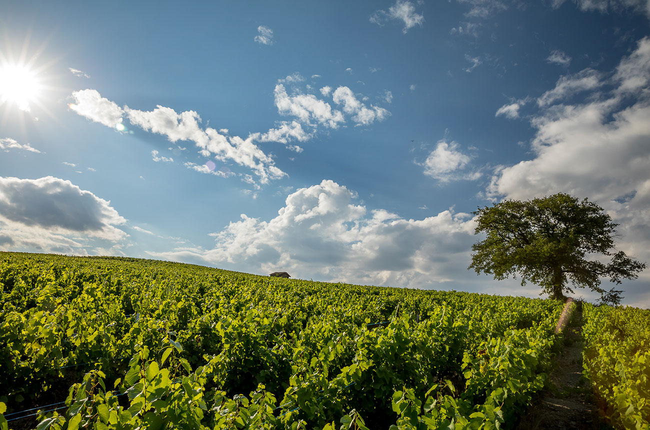 Morgon Beaujolais cru
