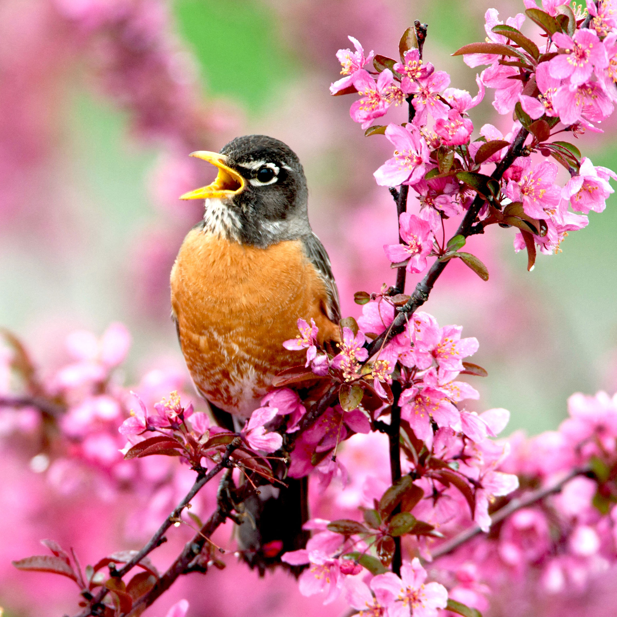 American robin singing in pink flowering tree