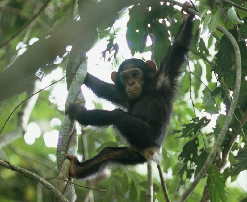 parks with chimpanzees, parks with gorillas, where chimpanzees live, where gorillas live, national parks in africa, congo national parks, goualougo triangle, Nouabal