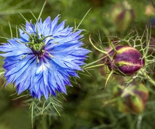 nigella Miss Jekyll flowers and seed pods harvested for edible seeds