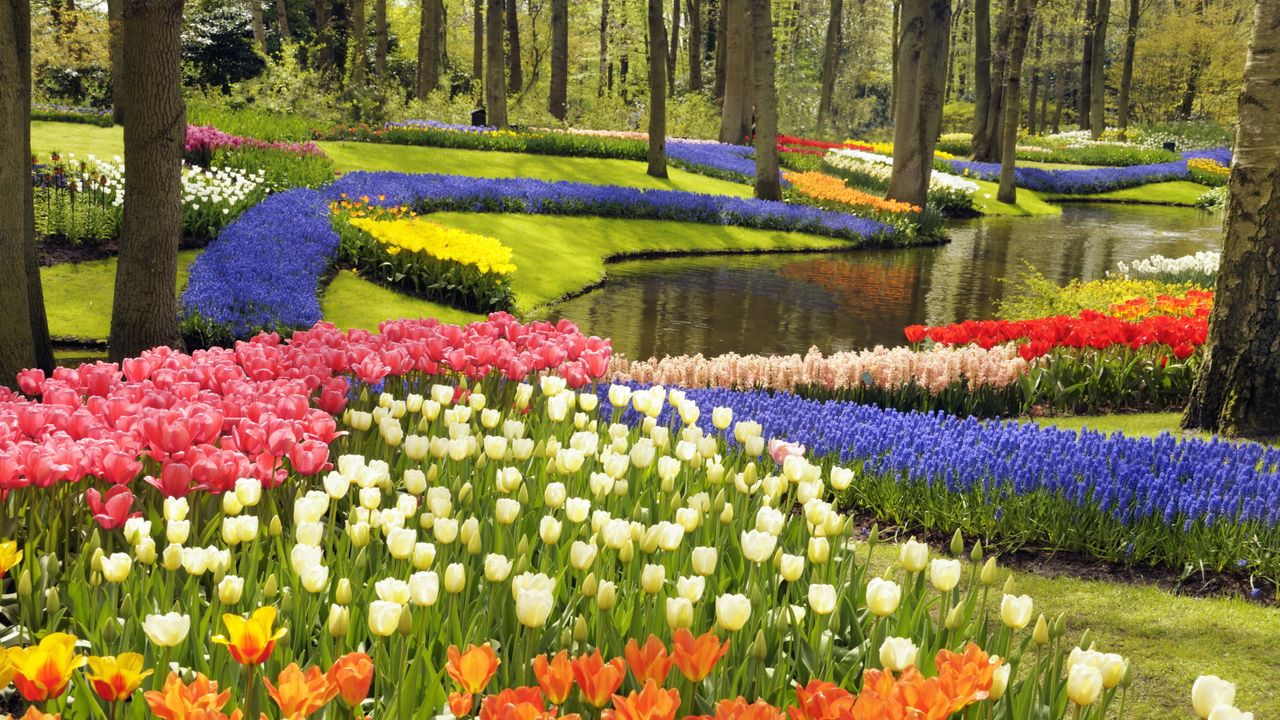 Keukenhof in bloom