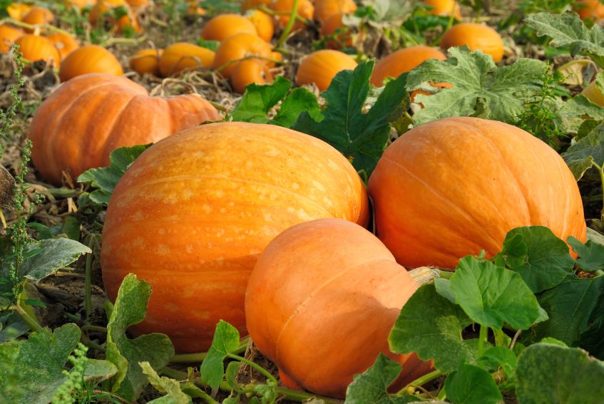 Pumpkins