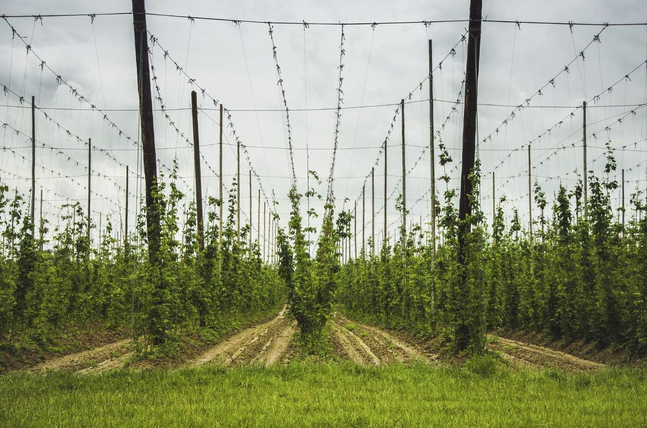 Hops Plants Spaced Perfectly In Field