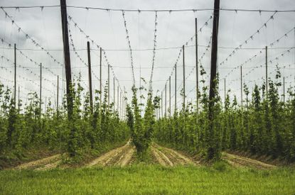 Hops Plants Spaced Perfectly In Field