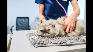 Vet checking cat's lungs