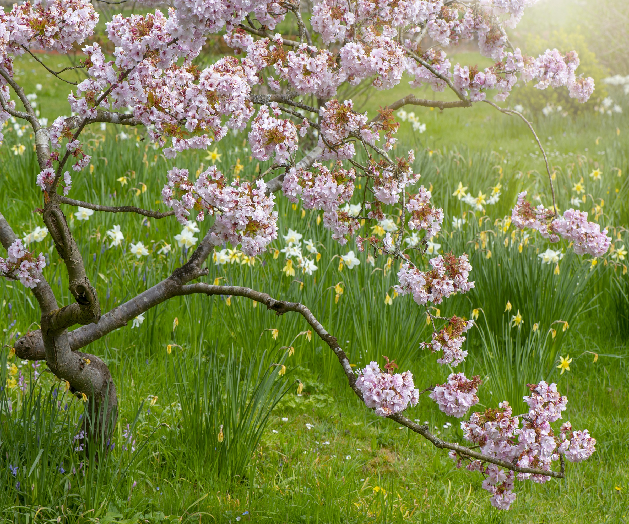 Cherry tree in blossom, spring garden