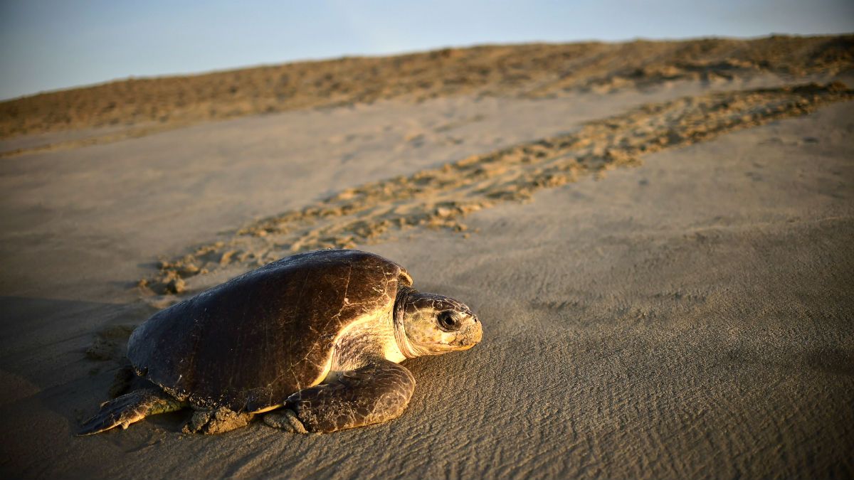 Sea turtle