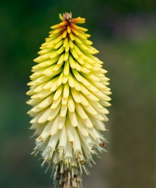 Red hot poker, ice queen