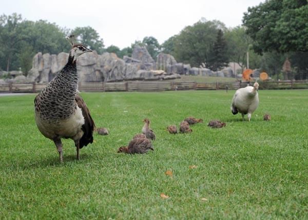 guineafowl-chicks-1-110805-02