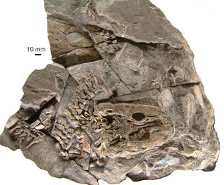 Acanthostega tetrapod fossil